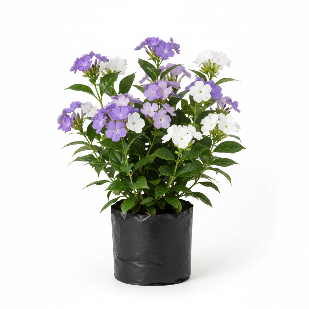 Planta ornamental Brunfelsia - Vivero ORNAPLANT Cuautla
