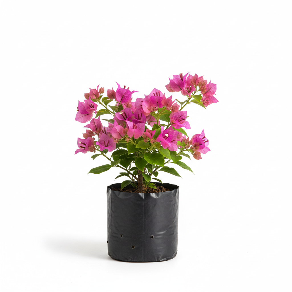 Planta ornamental Bugambilia - Vivero ORNAPLANT Cuautla
