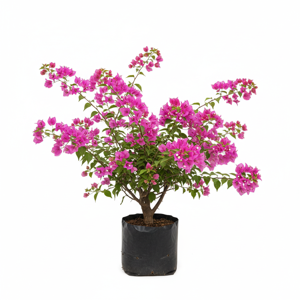 Planta ornamental Bugambilia Surtida - Vivero ORNAPLANT Cuautla