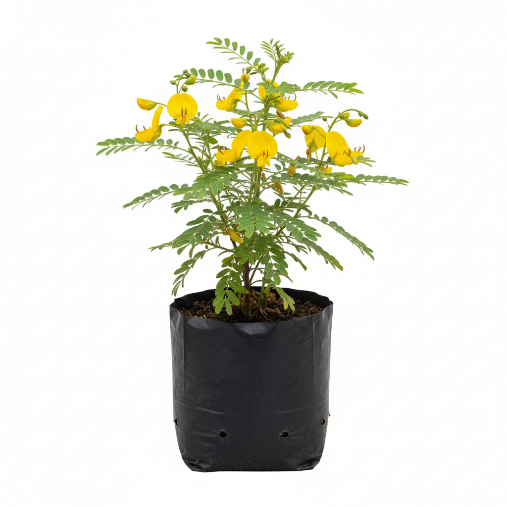 Planta ornamental Cacahuatillo - Vivero ORNAPLANT Cuautla