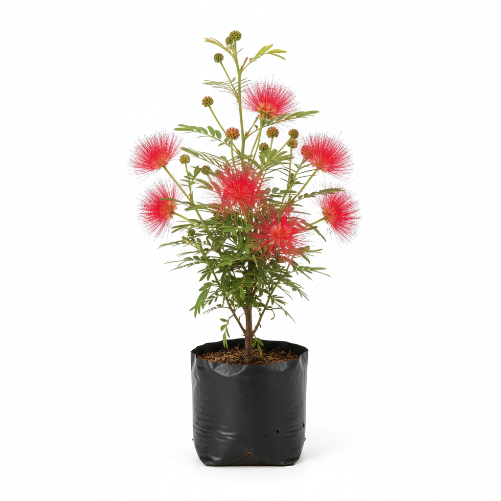 Planta ornamental Caliandra - Vivero ORNAPLANT Cuautla
