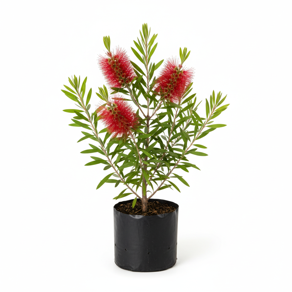 Planta ornamental Calistemo - Vivero ORNAPLANT Cuautla