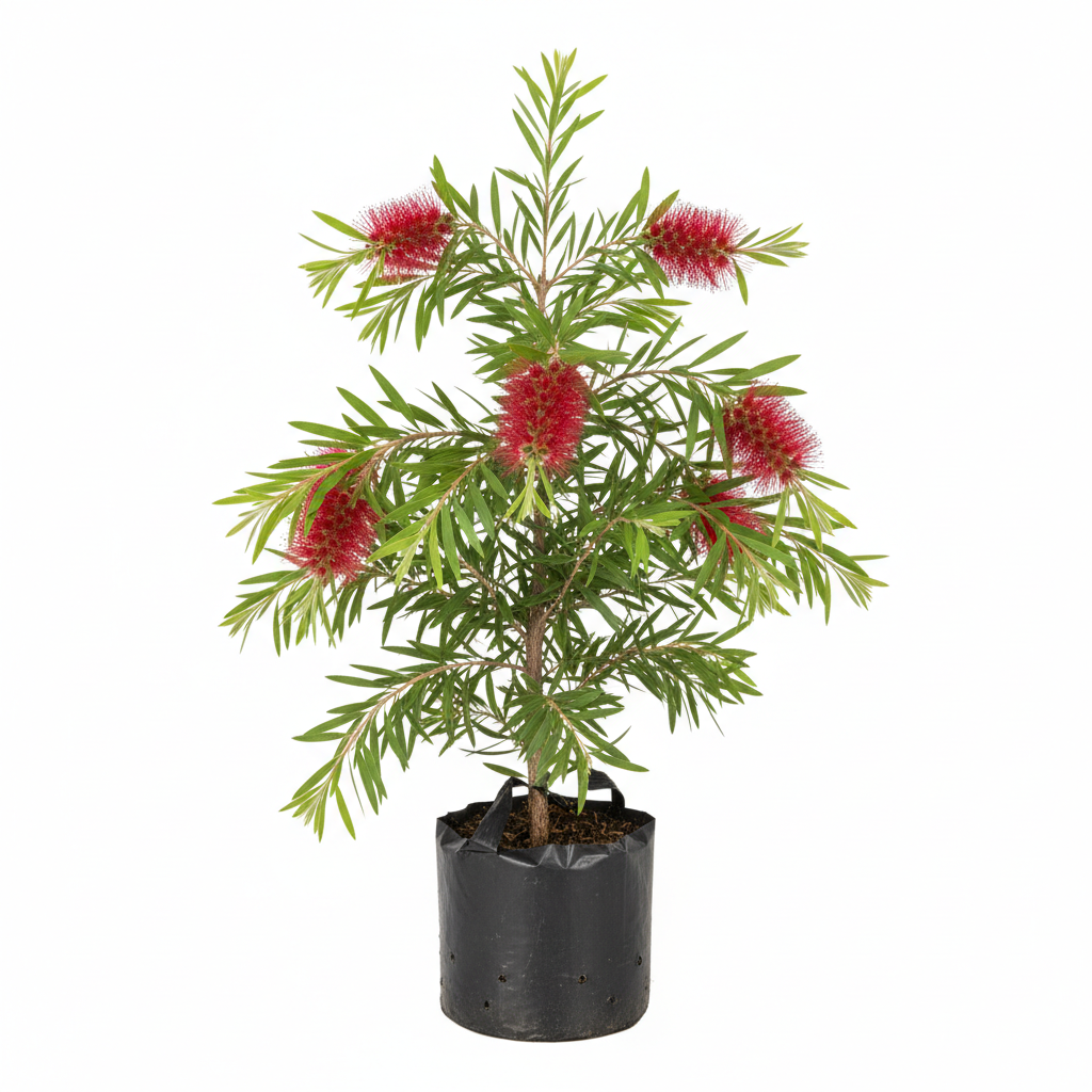 Planta ornamental Calistemo Llorón - Vivero ORNAPLANT Cuautla
