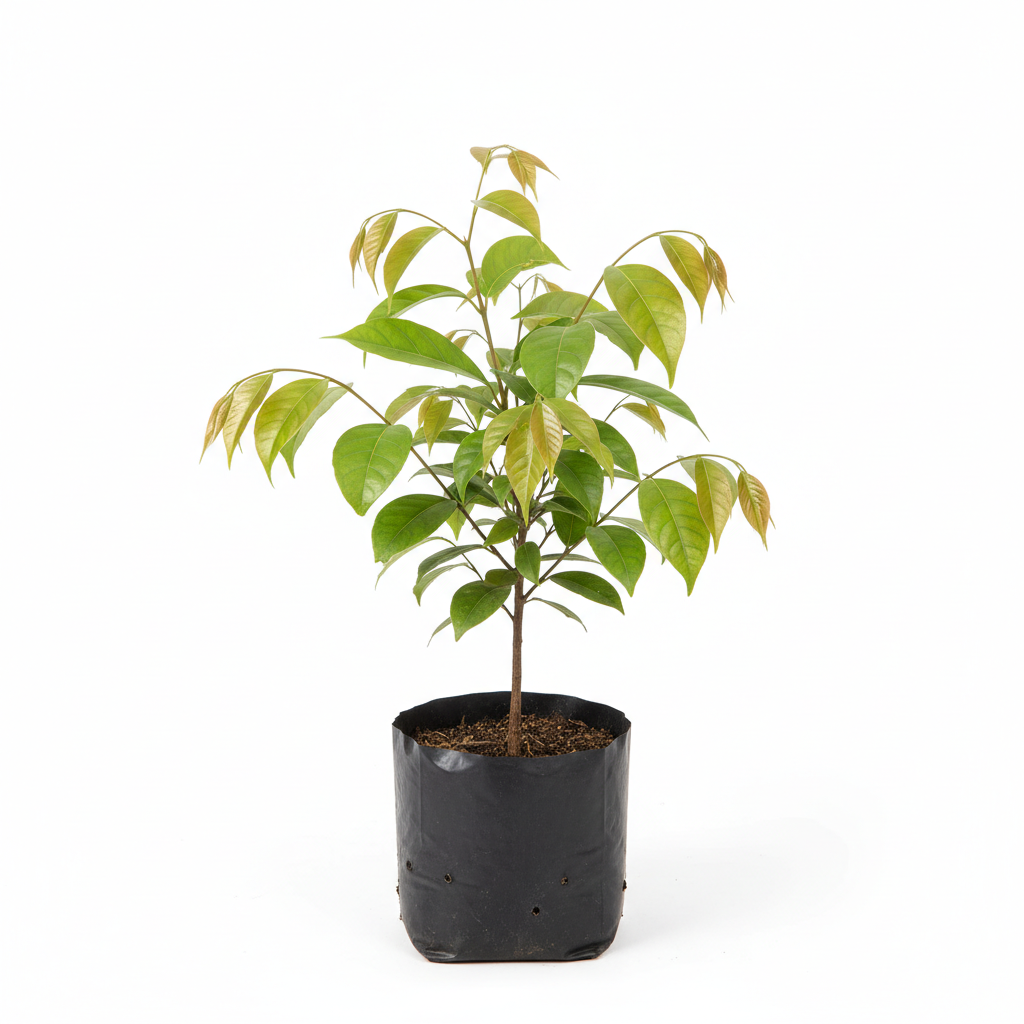 Planta ornamental Canela - Vivero ORNAPLANT Cuautla