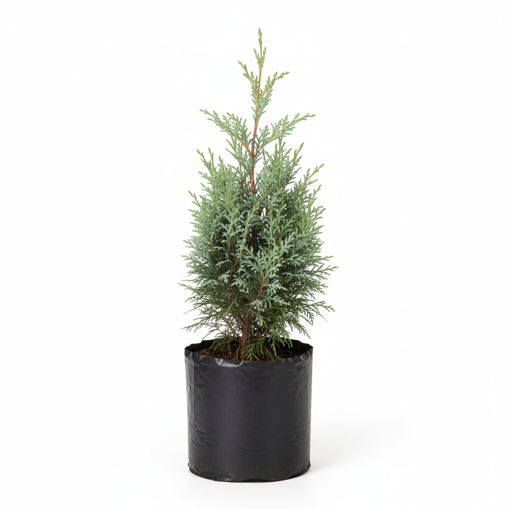 Planta ornamental Cedro Arizona - Vivero ORNAPLANT Cuautla