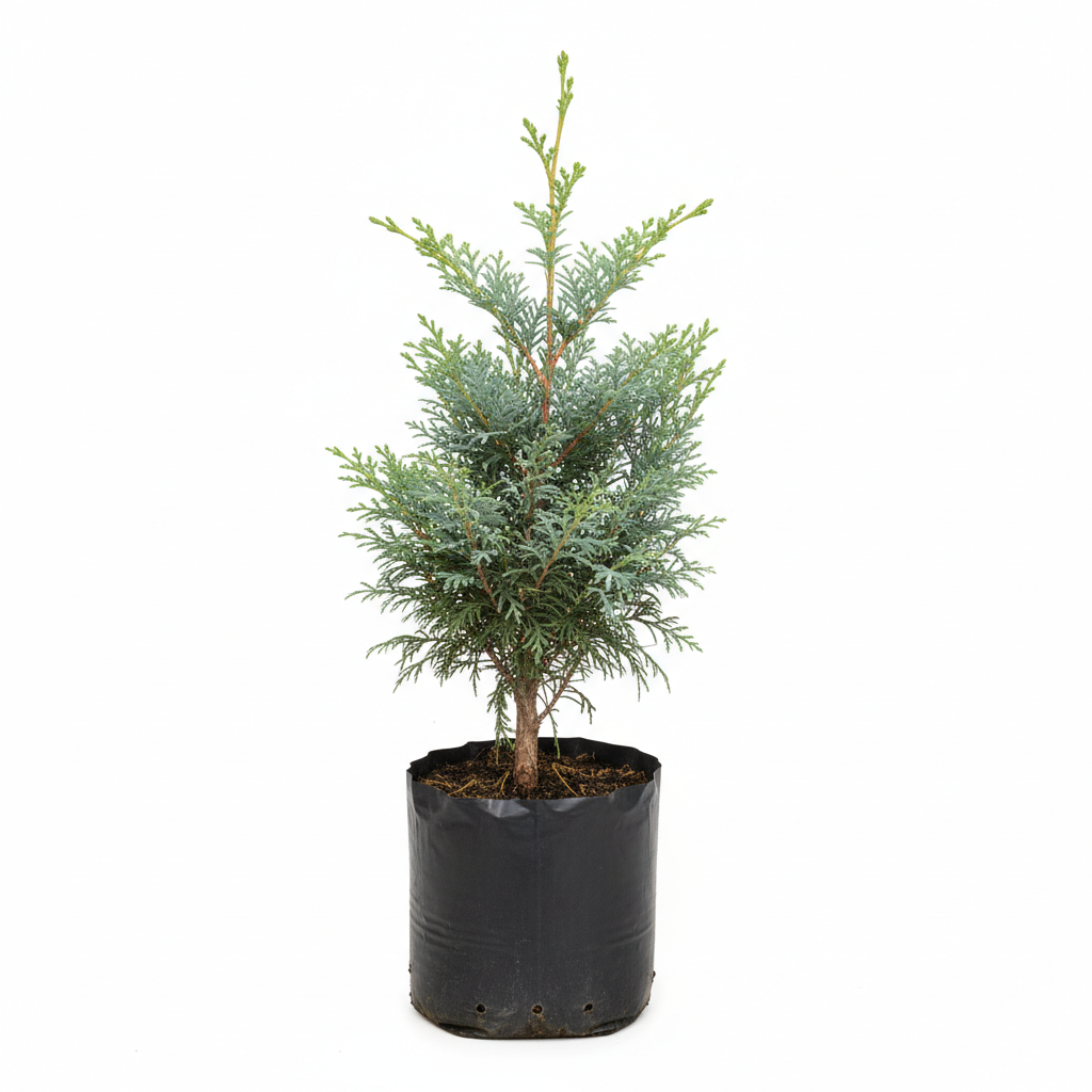 Planta ornamental Cedro Blanco - Vivero ORNAPLANT Cuautla