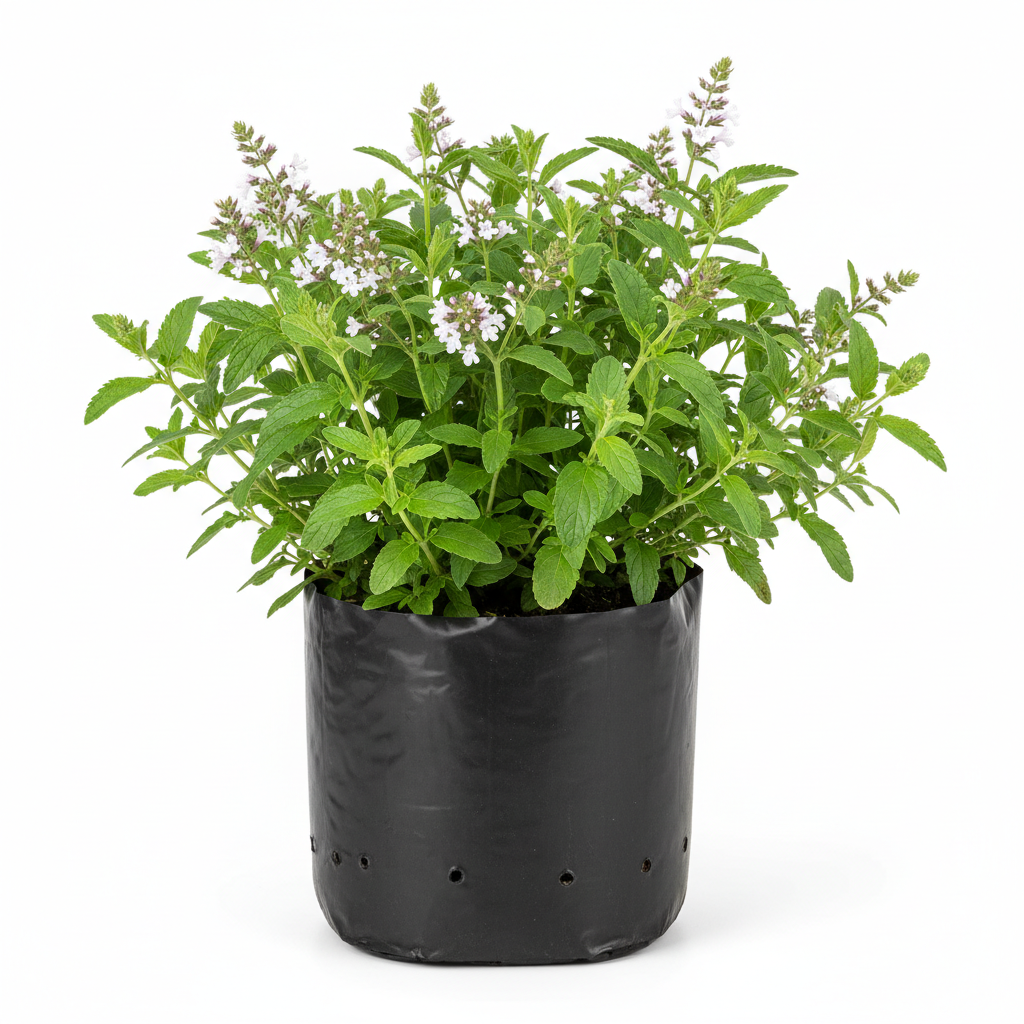Planta ornamental Cedron - Vivero ORNAPLANT Cuautla