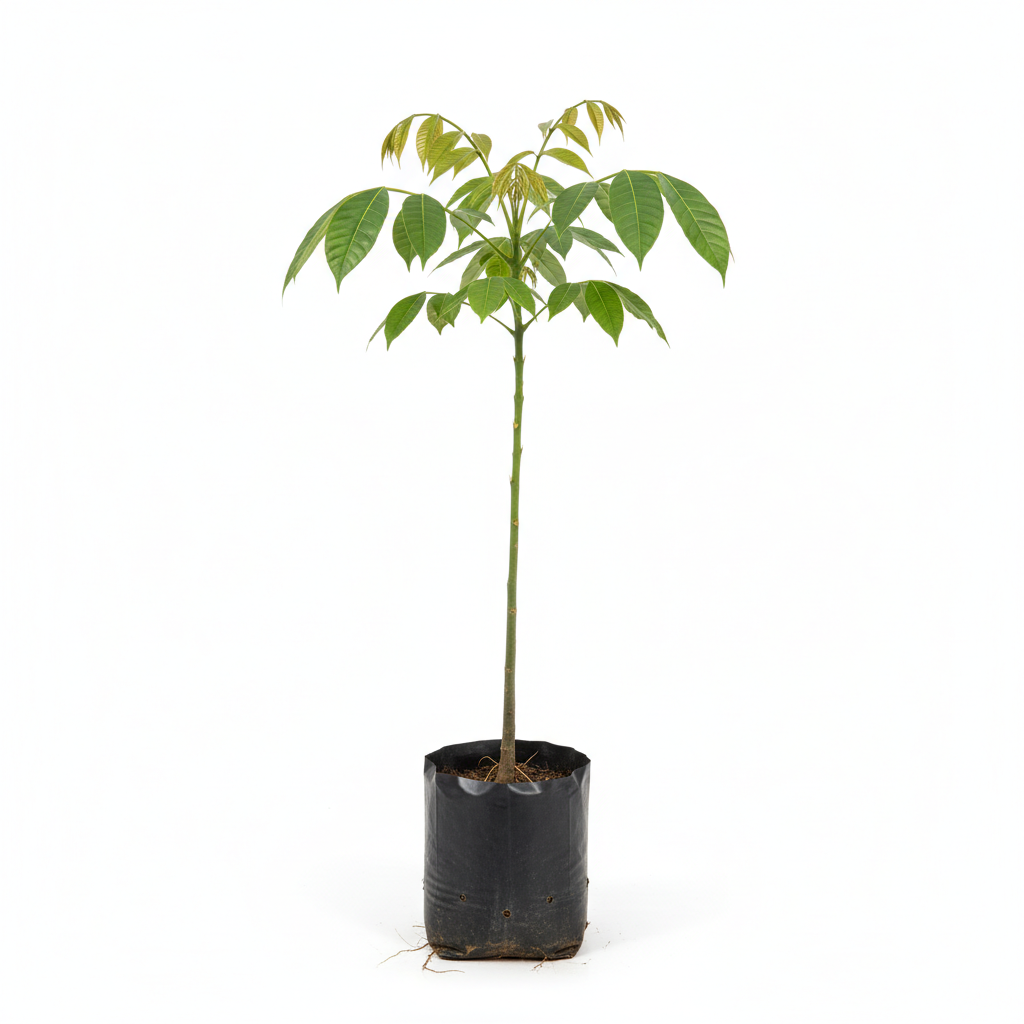 Planta ornamental Ceiba - Vivero ORNAPLANT Cuautla