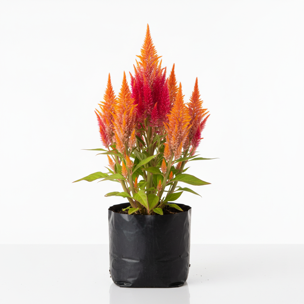 Planta ornamental Celosia - Vivero ORNAPLANT Cuautla