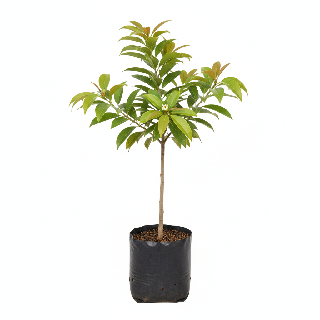 Planta ornamental Chicozapote - Vivero ORNAPLANT Cuautla