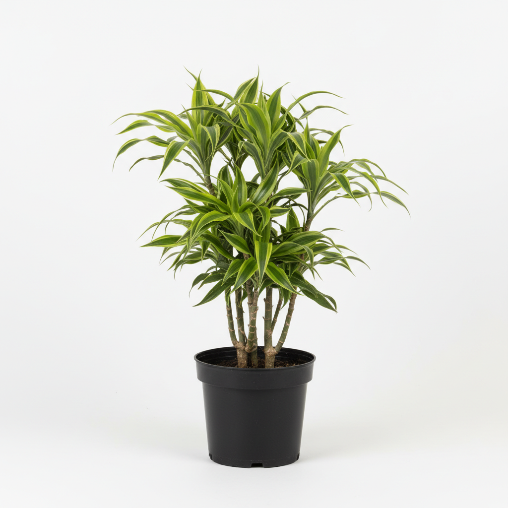 Planta ornamental Canto De La India - Vivero ORNAPLANT Cuautla
