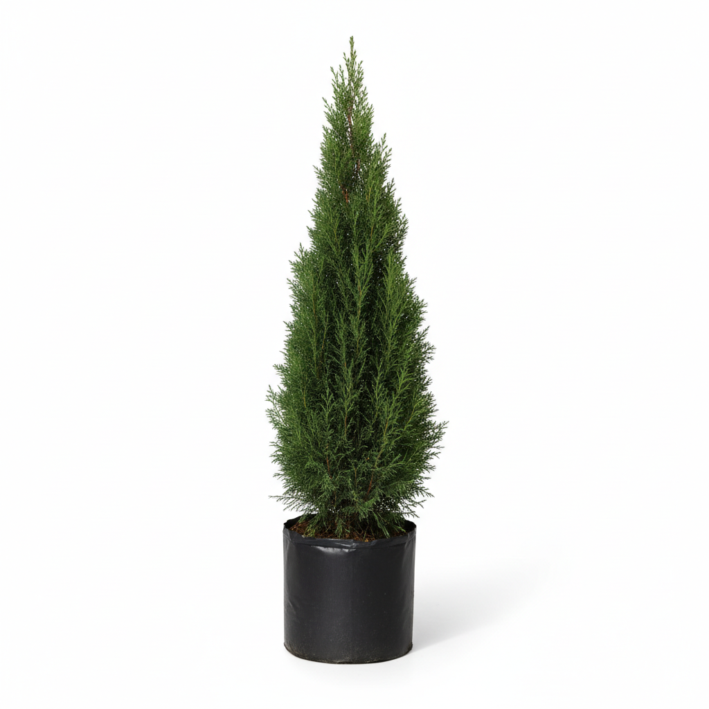 Planta ornamental Cipres Italiano - Vivero ORNAPLANT Cuautla