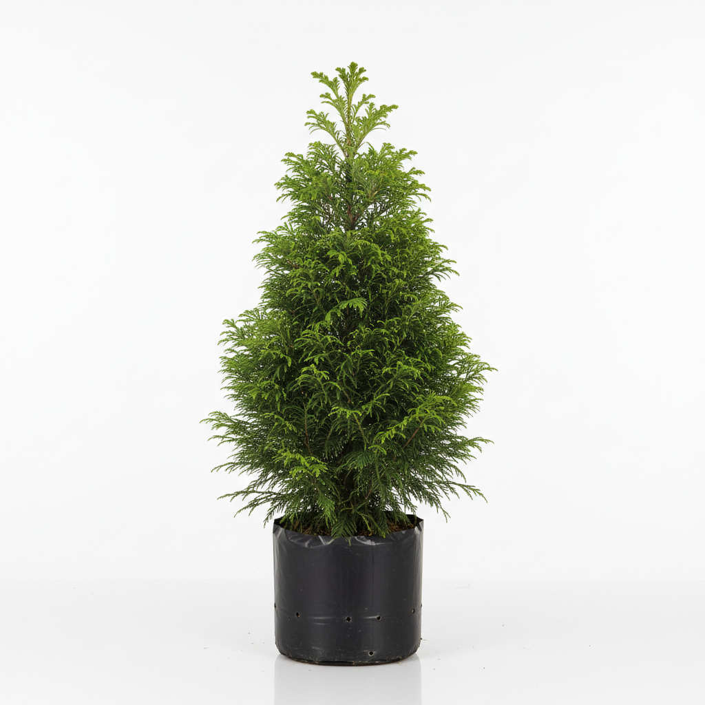 Planta ornamental Criptomeria Japonica - Vivero ORNAPLANT Cuautla