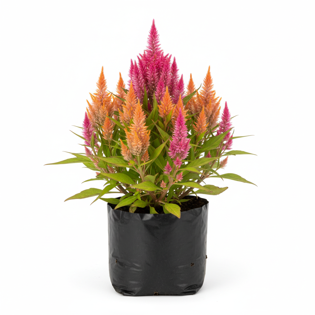 Planta ornamental Croto Pluma De Gallo - Vivero ORNAPLANT Cuautla