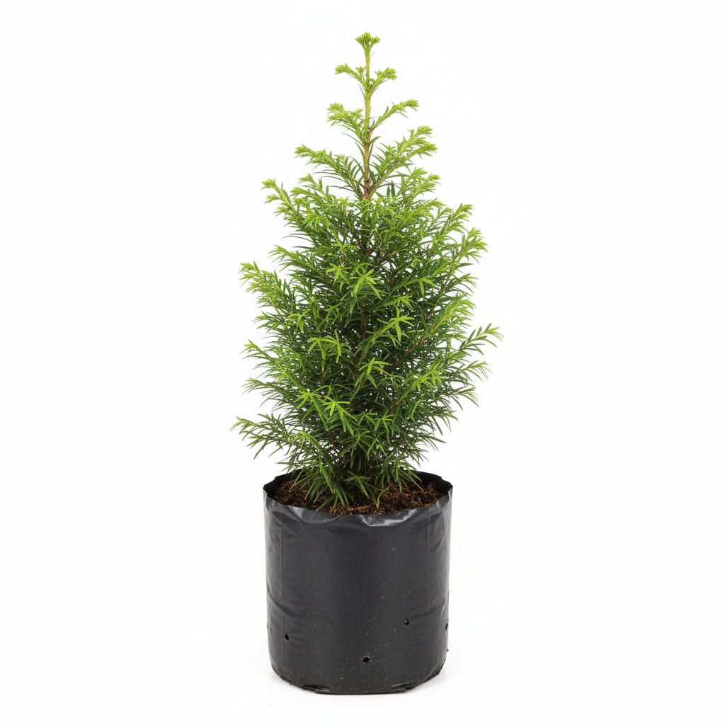 Planta ornamental Criptomeria - Vivero ORNAPLANT Cuautla