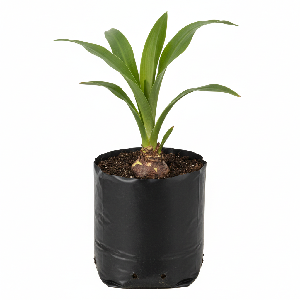 Planta ornamental Crinum Enano - Vivero ORNAPLANT Cuautla