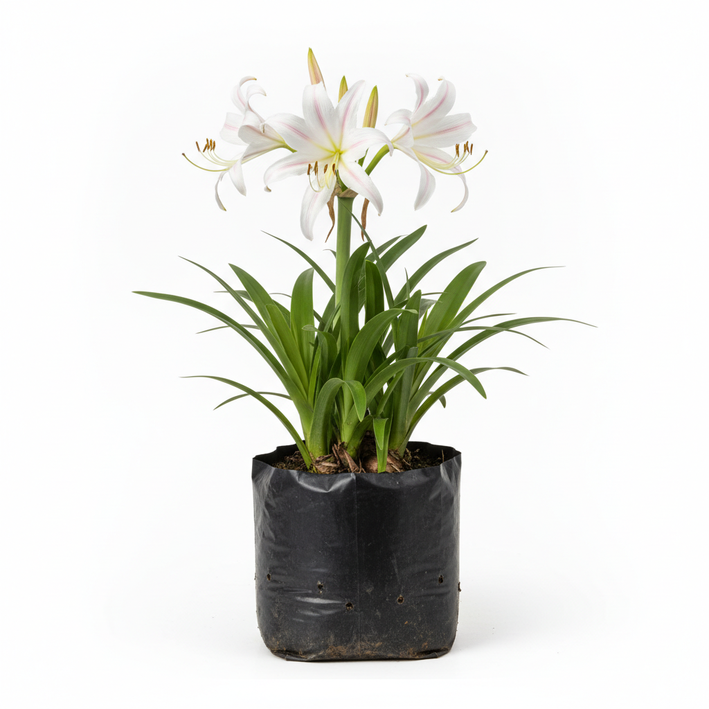Planta ornamental Crinum - Vivero ORNAPLANT Cuautla