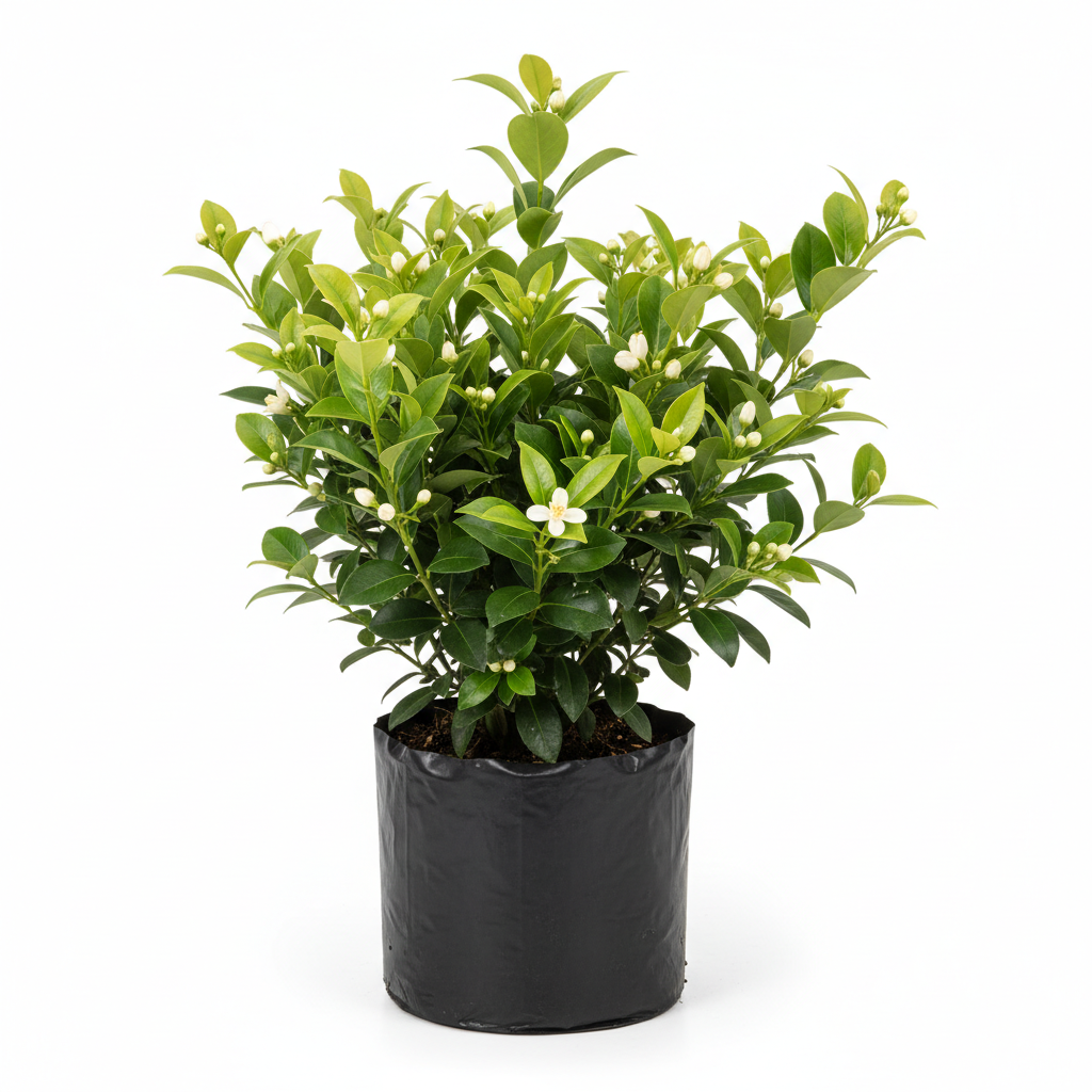 Planta ornamental Clavo Tobira - Vivero ORNAPLANT Cuautla