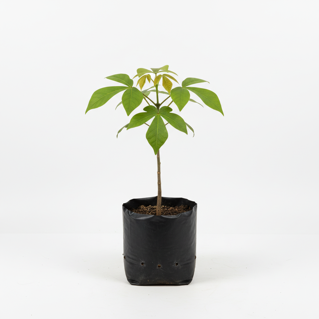Planta ornamental Cuatecomate - Vivero ORNAPLANT Cuautla