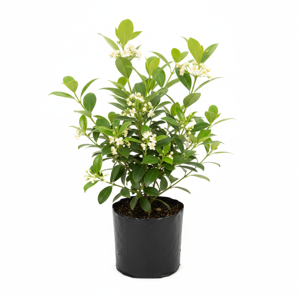 Planta ornamental Clavo Verde - Vivero ORNAPLANT Cuautla