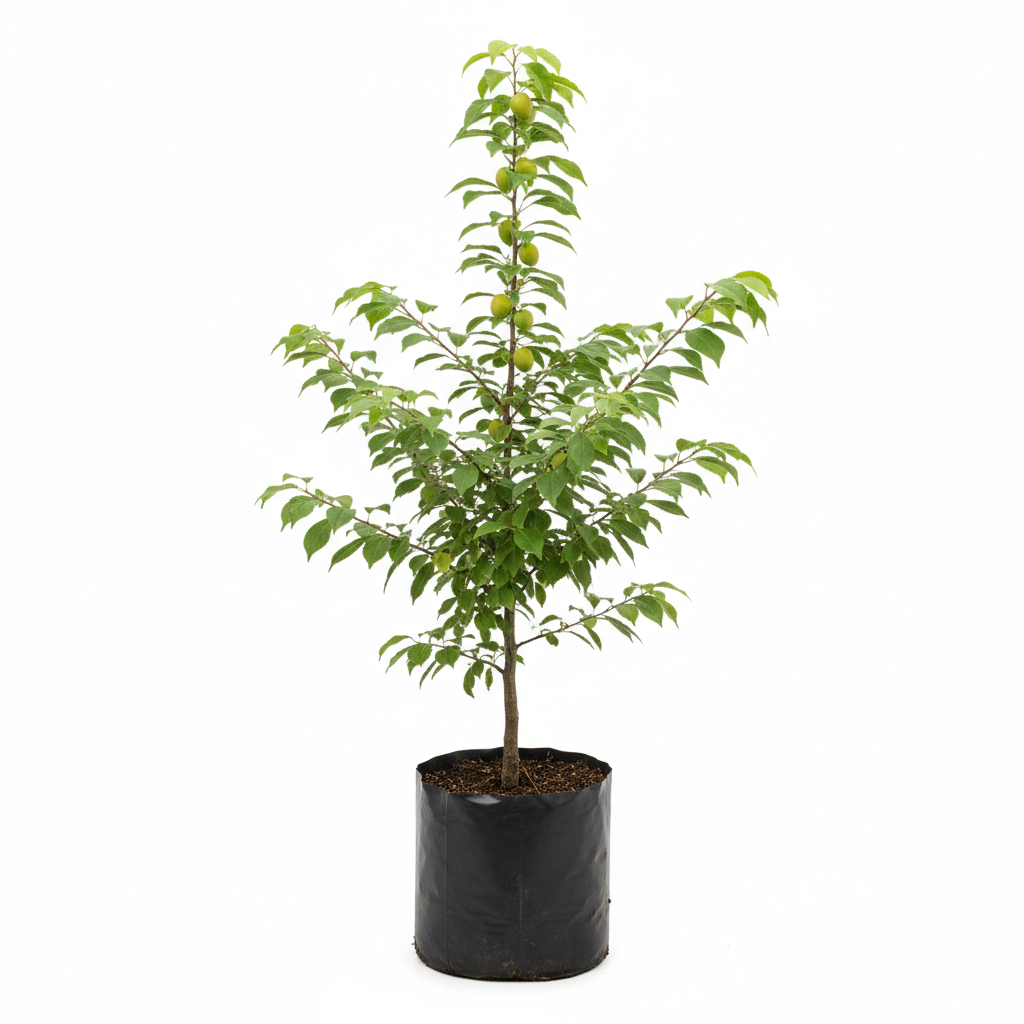 Planta ornamental Ciruelo Verde - Vivero ORNAPLANT Cuautla