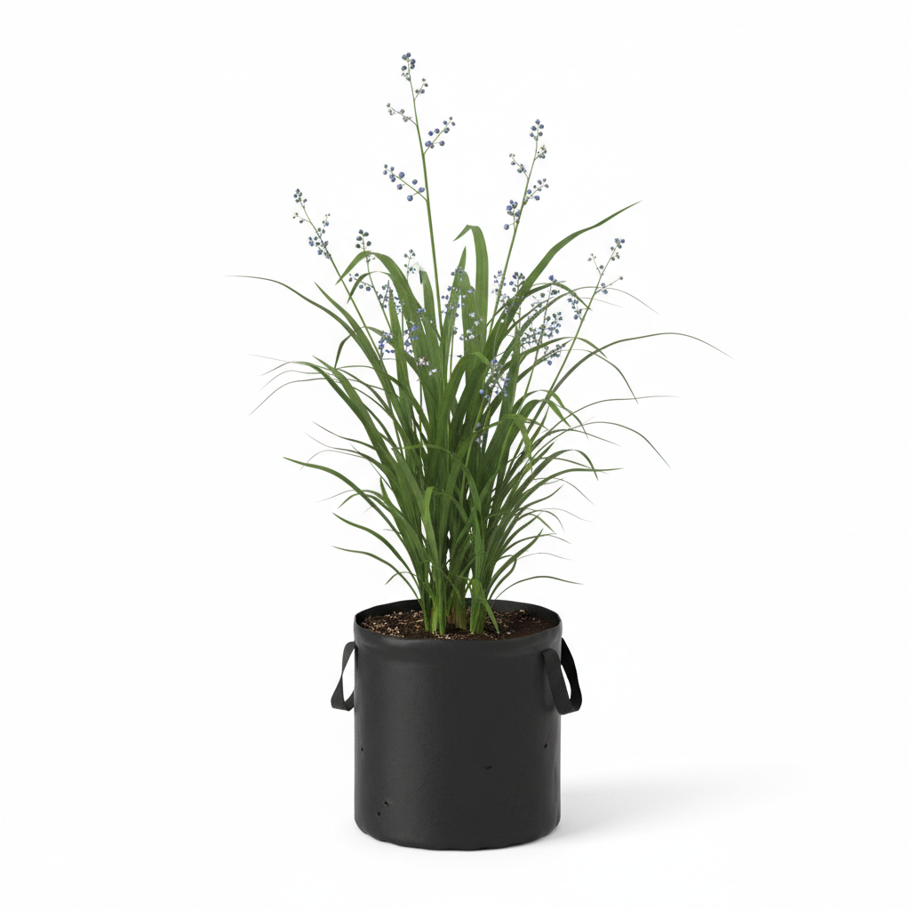 Planta ornamental Dayanela - Vivero ORNAPLANT Cuautla