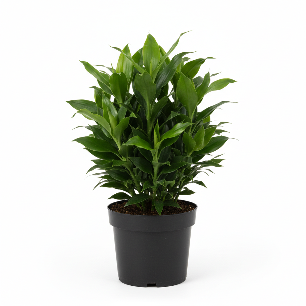 Planta ornamental Dracena Compacta - Vivero ORNAPLANT Cuautla