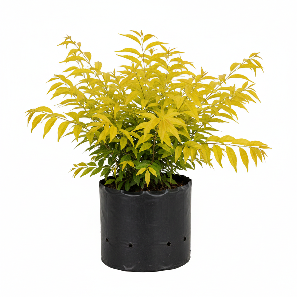 Planta ornamental Duranta Cuba - Vivero ORNAPLANT Cuautla
