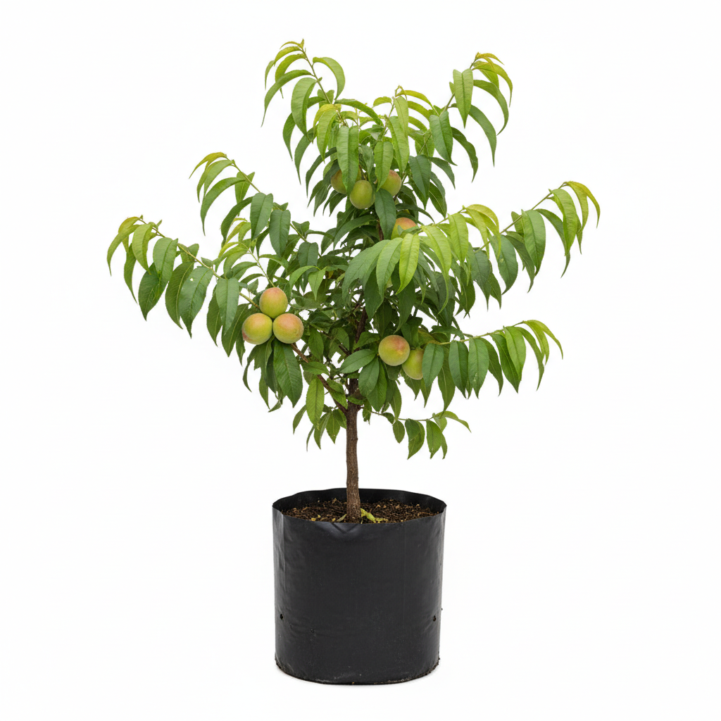 Planta ornamental Durazno Nectarino - Vivero ORNAPLANT Cuautla