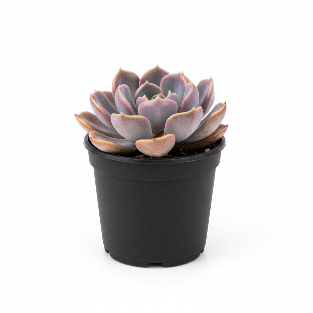 Planta ornamental Debi - Vivero ORNAPLANT Cuautla