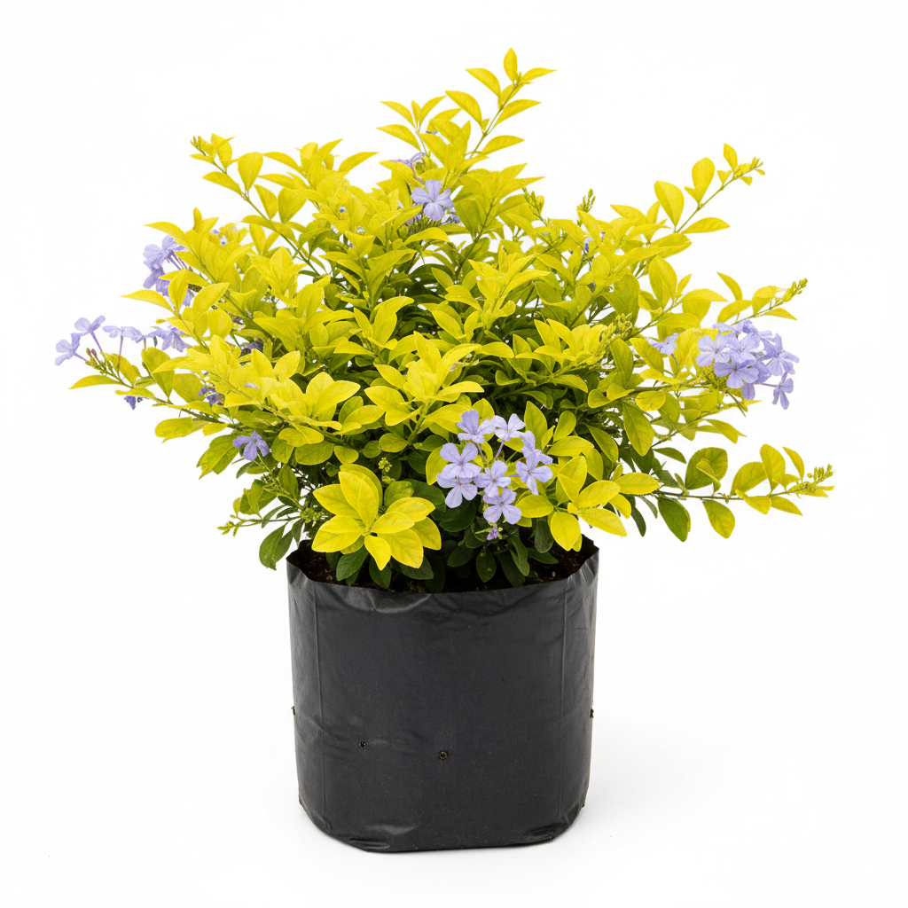 Planta ornamental Duranta Gold - Vivero ORNAPLANT Cuautla