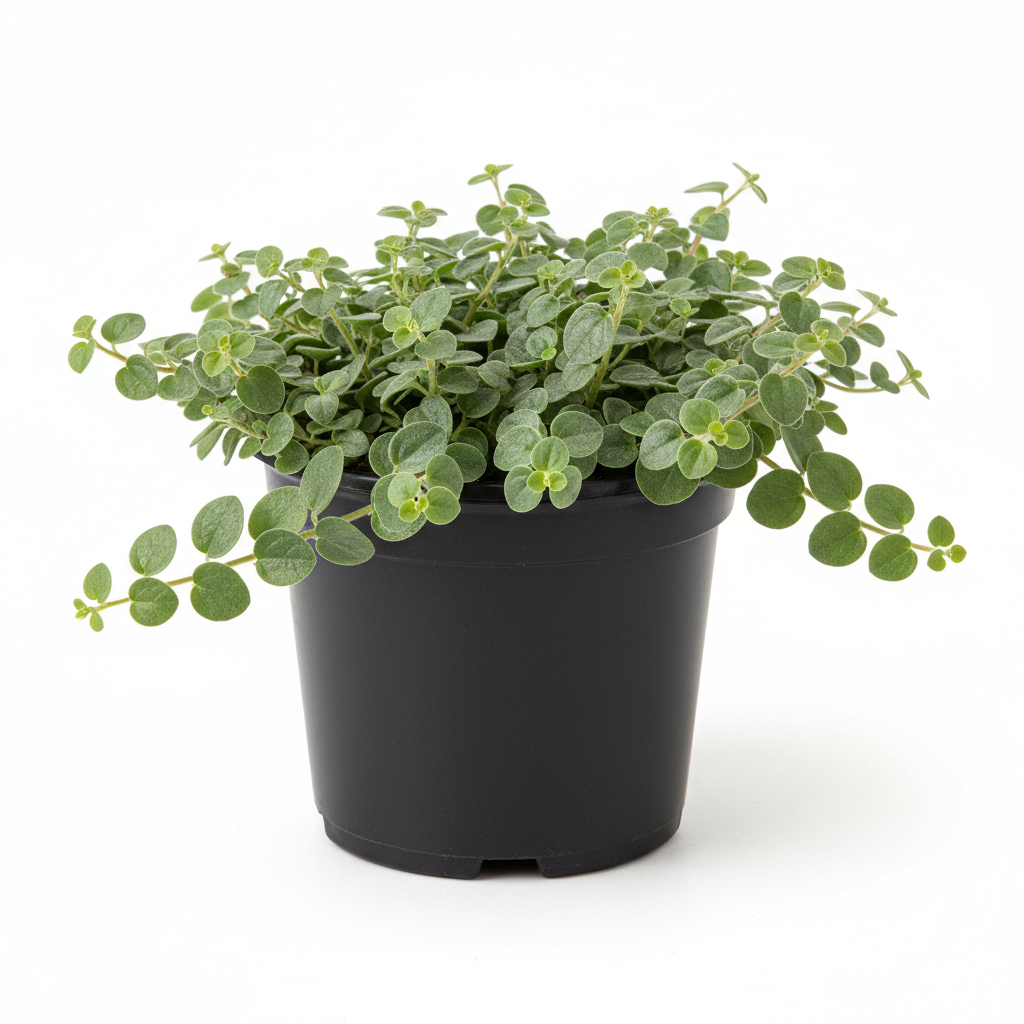 Planta ornamental Dichondria - Vivero ORNAPLANT Cuautla