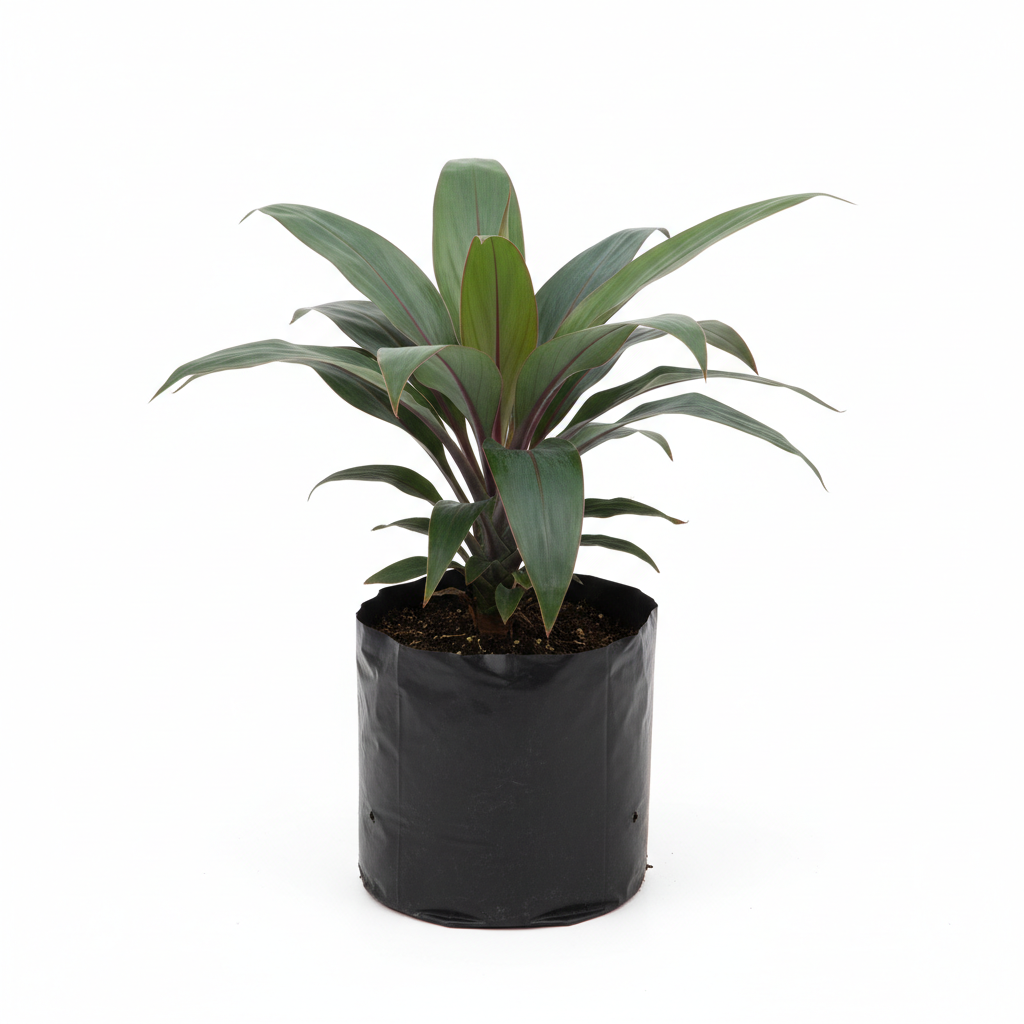 Planta ornamental Dracena Indivisa España - Vivero ORNAPLANT Cuautla