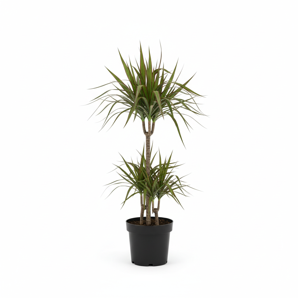Planta ornamental Dracena Marginata - Vivero ORNAPLANT Cuautla