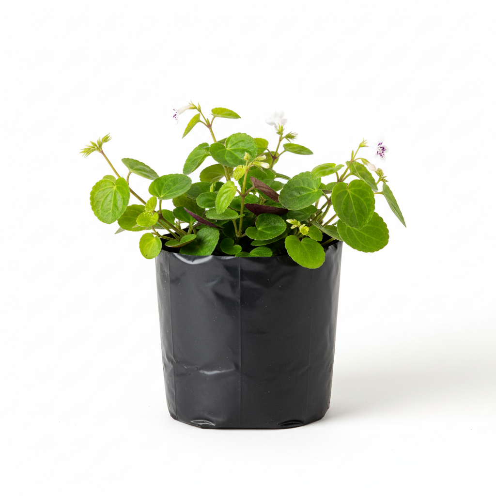 Planta ornamental Dolar - Vivero ORNAPLANT Cuautla