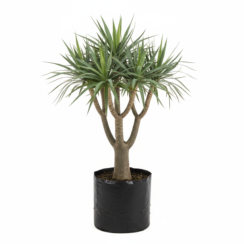 Planta ornamental Dracena Draco - Vivero ORNAPLANT Cuautla