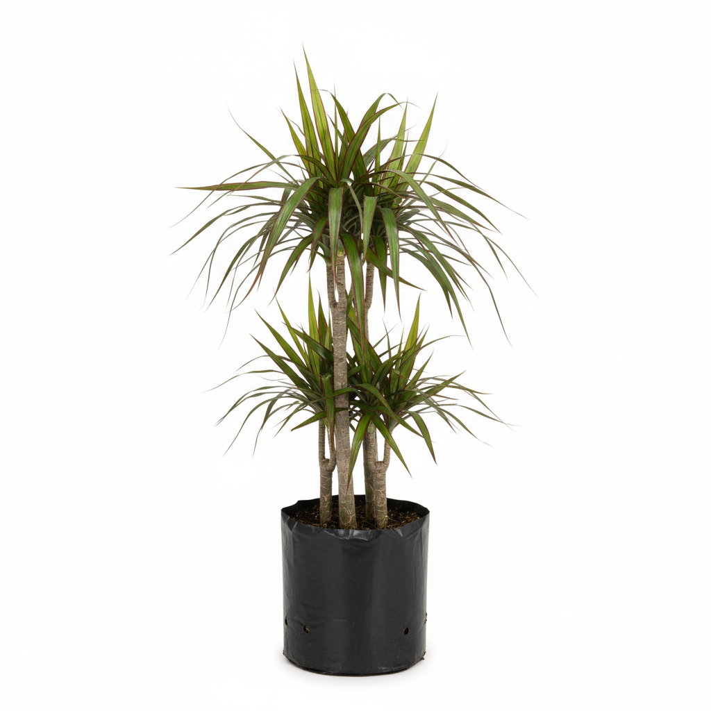 Planta ornamental Dracena Roja - Vivero ORNAPLANT Cuautla