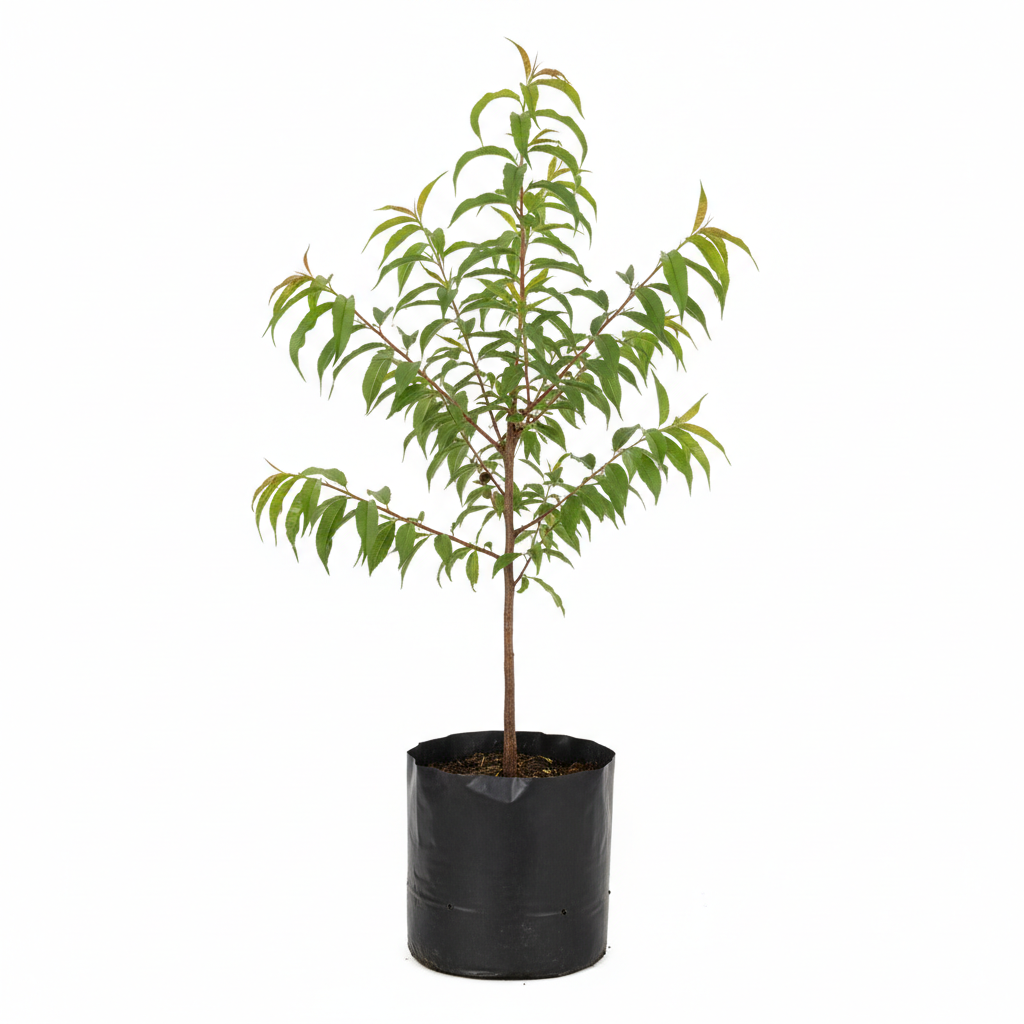 Planta ornamental Durazno Oro Azteka - Vivero ORNAPLANT Cuautla