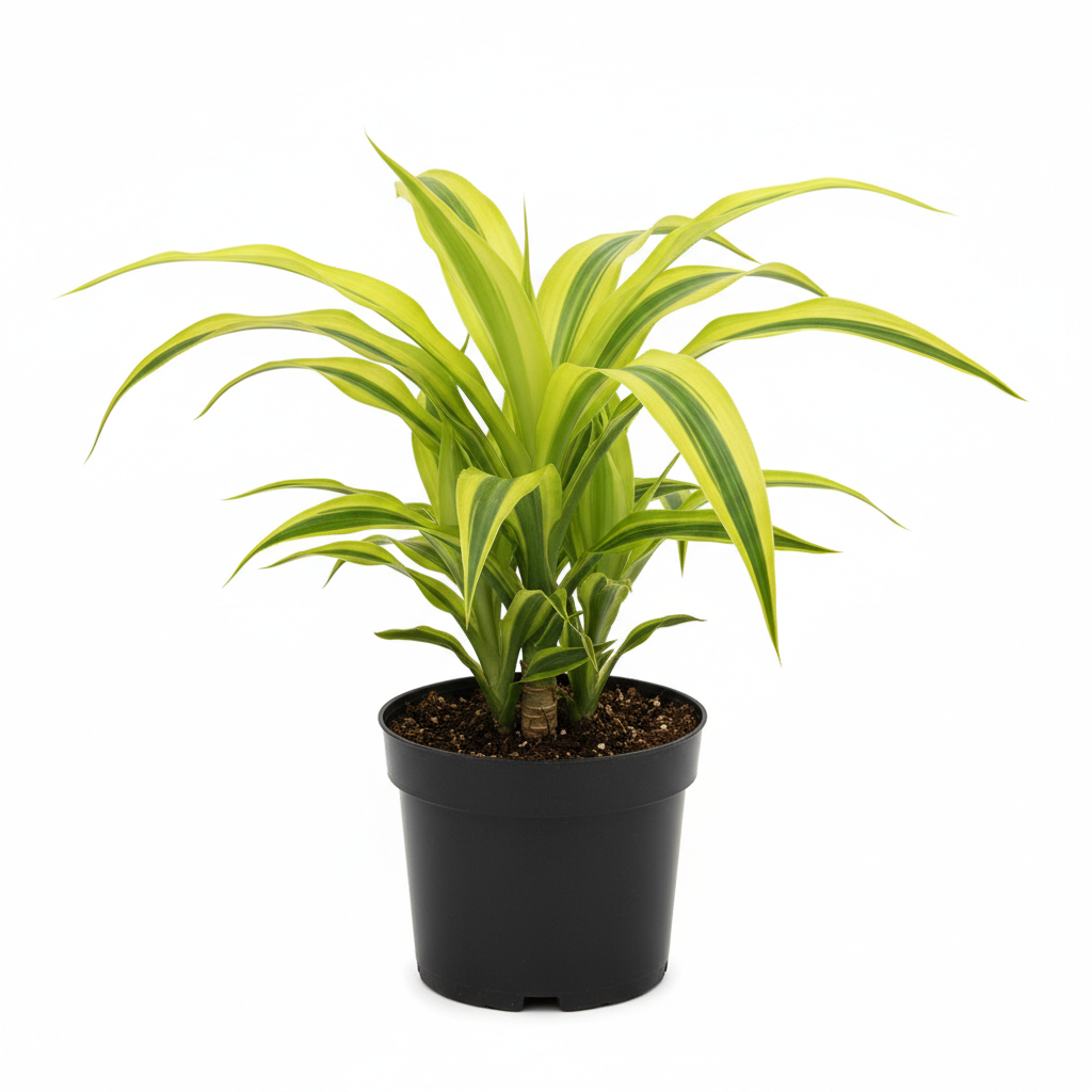 Planta ornamental Dracena Warneki Lemon - Vivero ORNAPLANT Cuautla