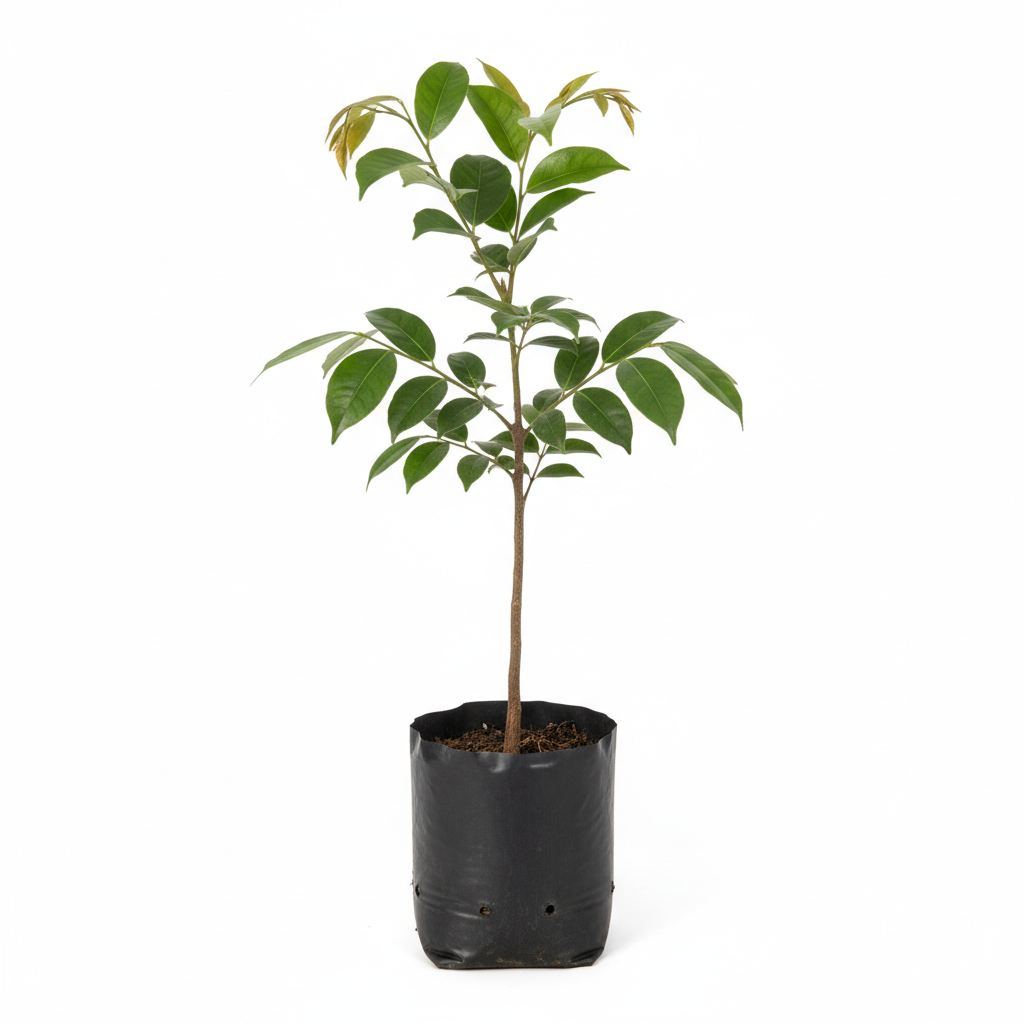Planta ornamental Ebano - Vivero ORNAPLANT Cuautla