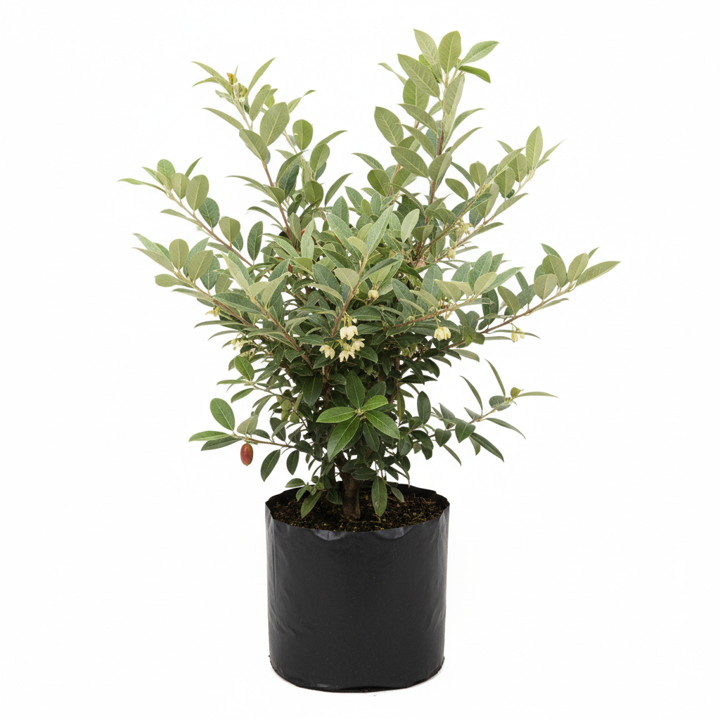 Planta ornamental Eleagnus - Vivero ORNAPLANT Cuautla