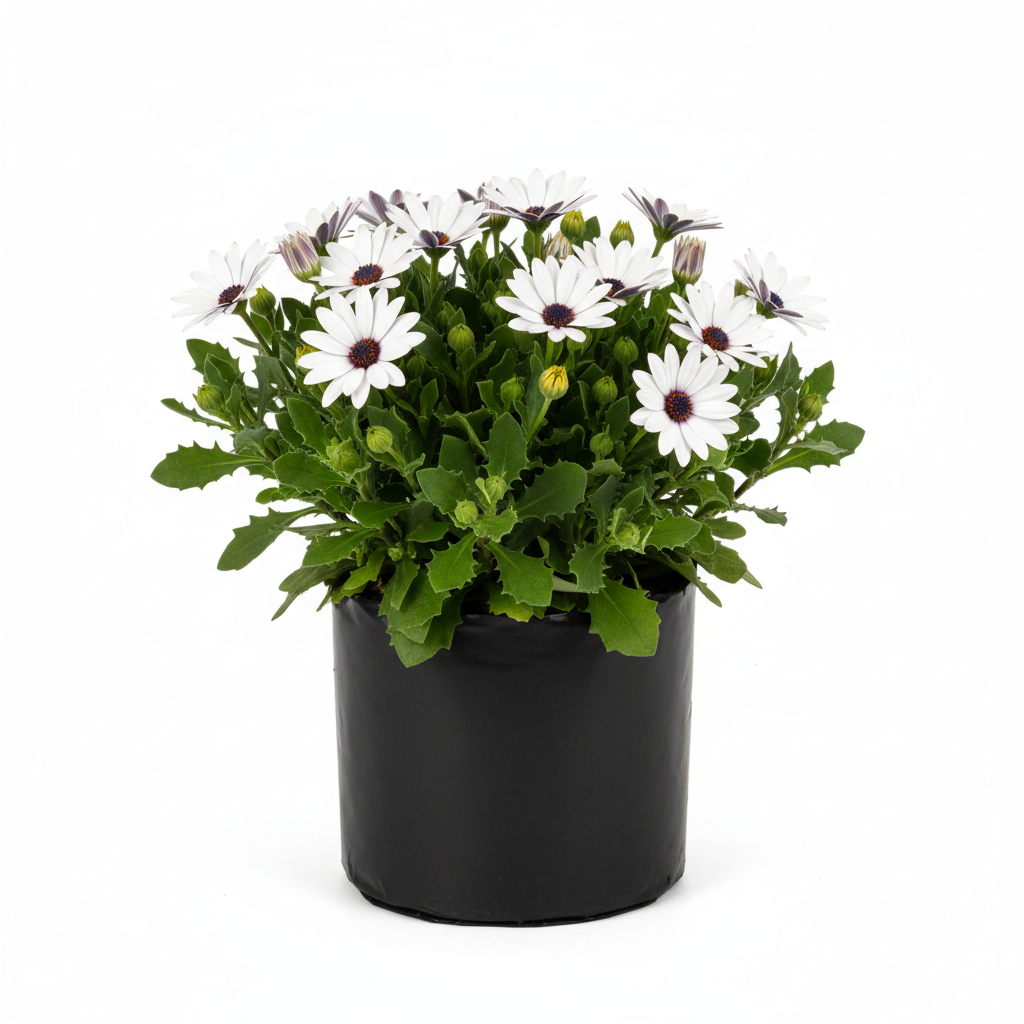 Planta ornamental Elia - Vivero ORNAPLANT Cuautla