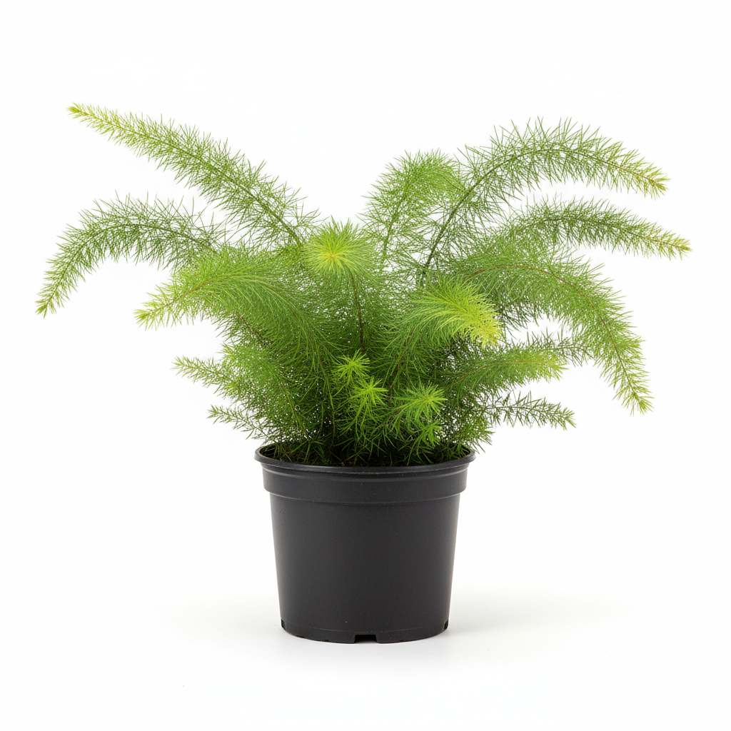 Planta ornamental Esparrago Meyeri - Vivero ORNAPLANT Cuautla