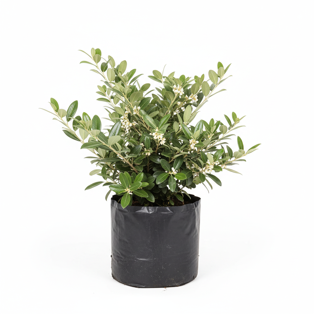 Planta ornamental Eleagnus Plateado - Vivero ORNAPLANT Cuautla