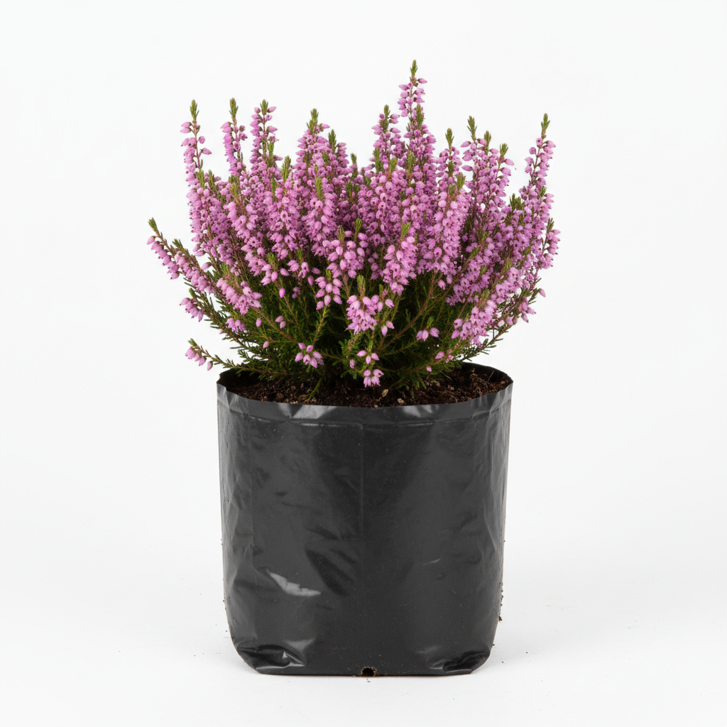 Planta ornamental Erika - Vivero ORNAPLANT Cuautla