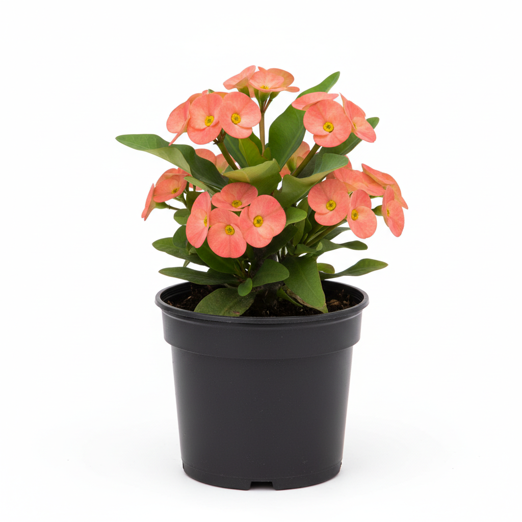 Planta ornamental Euphorbia Salmon - Vivero ORNAPLANT Cuautla