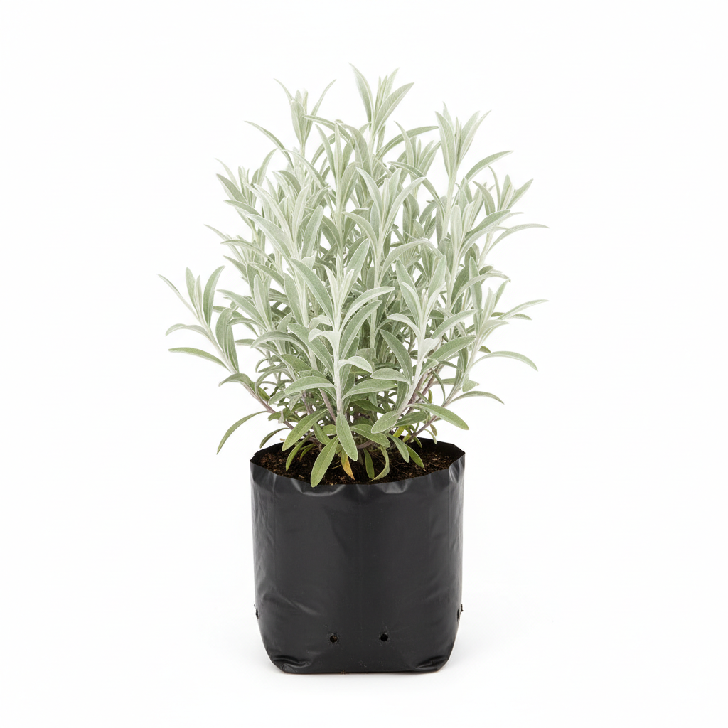 Planta ornamental Estafiate - Vivero ORNAPLANT Cuautla
