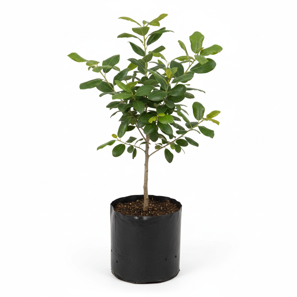 Planta ornamental Encino Siempre Verde - Vivero ORNAPLANT Cuautla