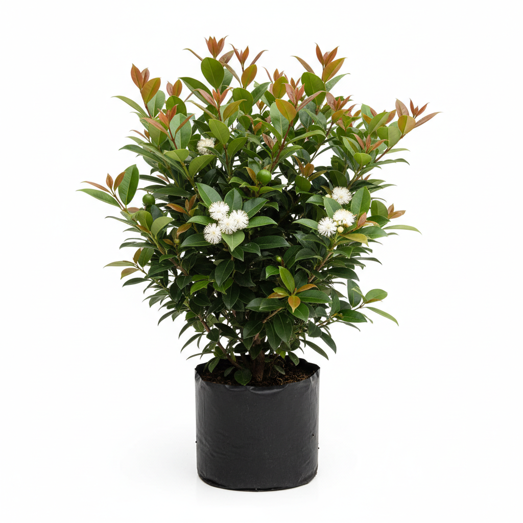 Planta ornamental Eugenia - Vivero ORNAPLANT Cuautla