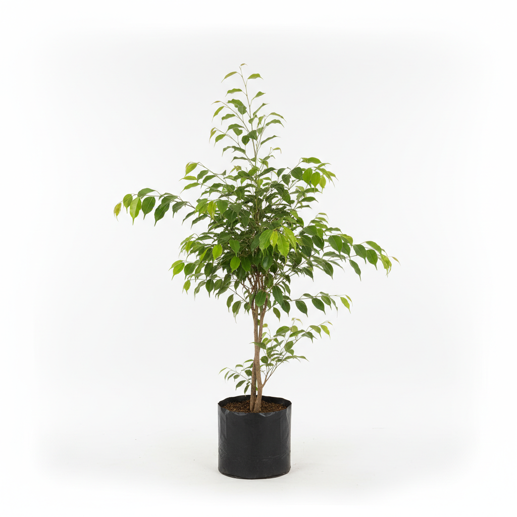 Planta ornamental Ficus Benjamina - Vivero ORNAPLANT Cuautla